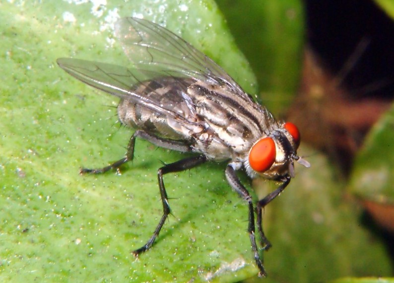 mosca